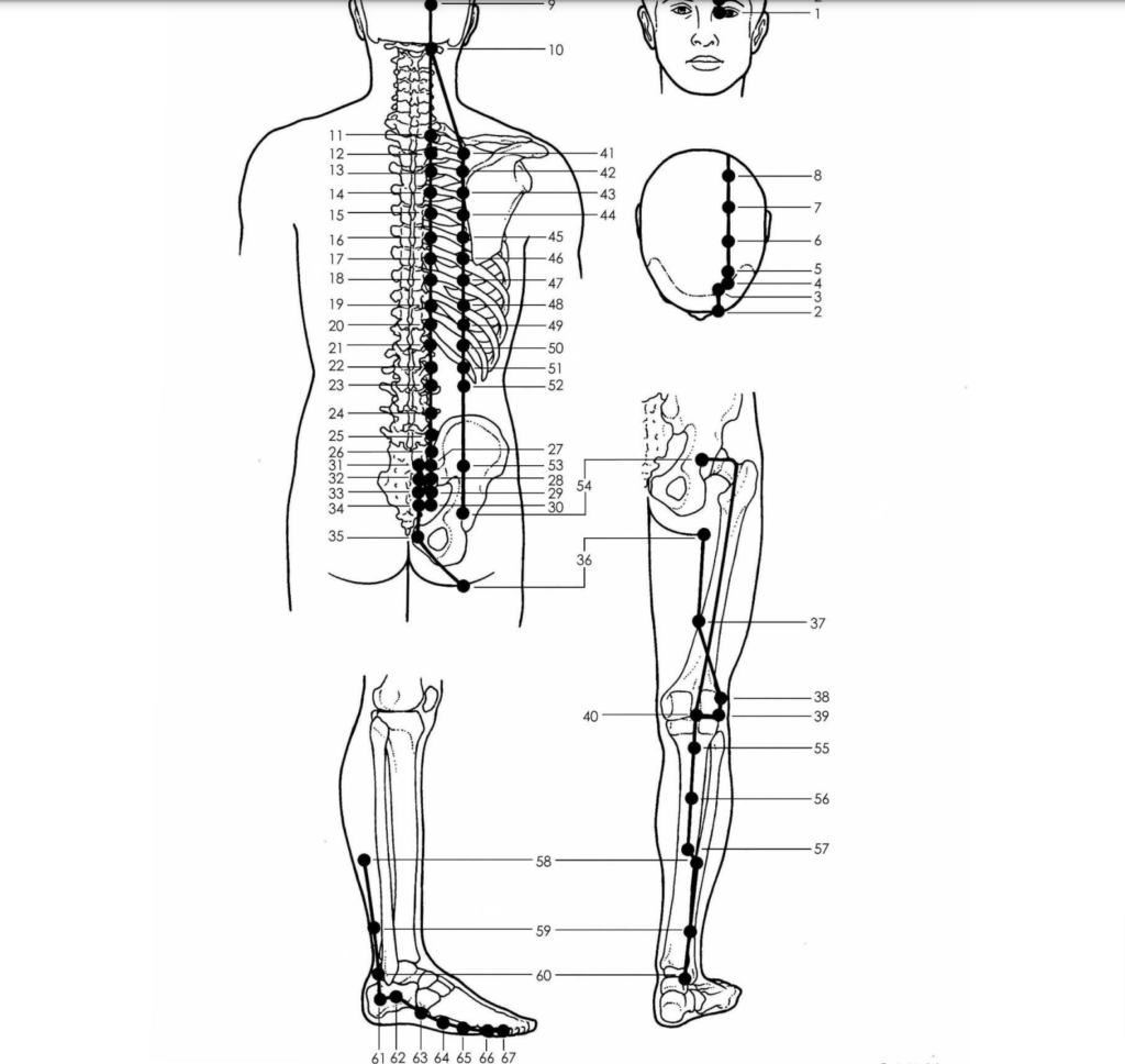 Acupuncture Bladder Meridian Good Shepherd