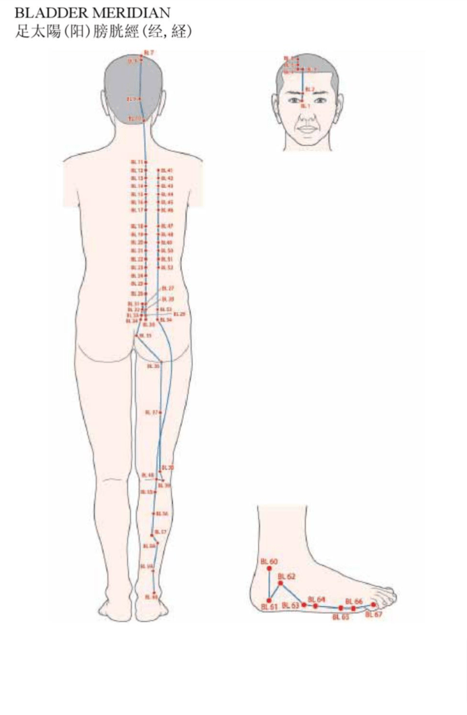 Acupuncture Bladder Meridian Good Shepherd