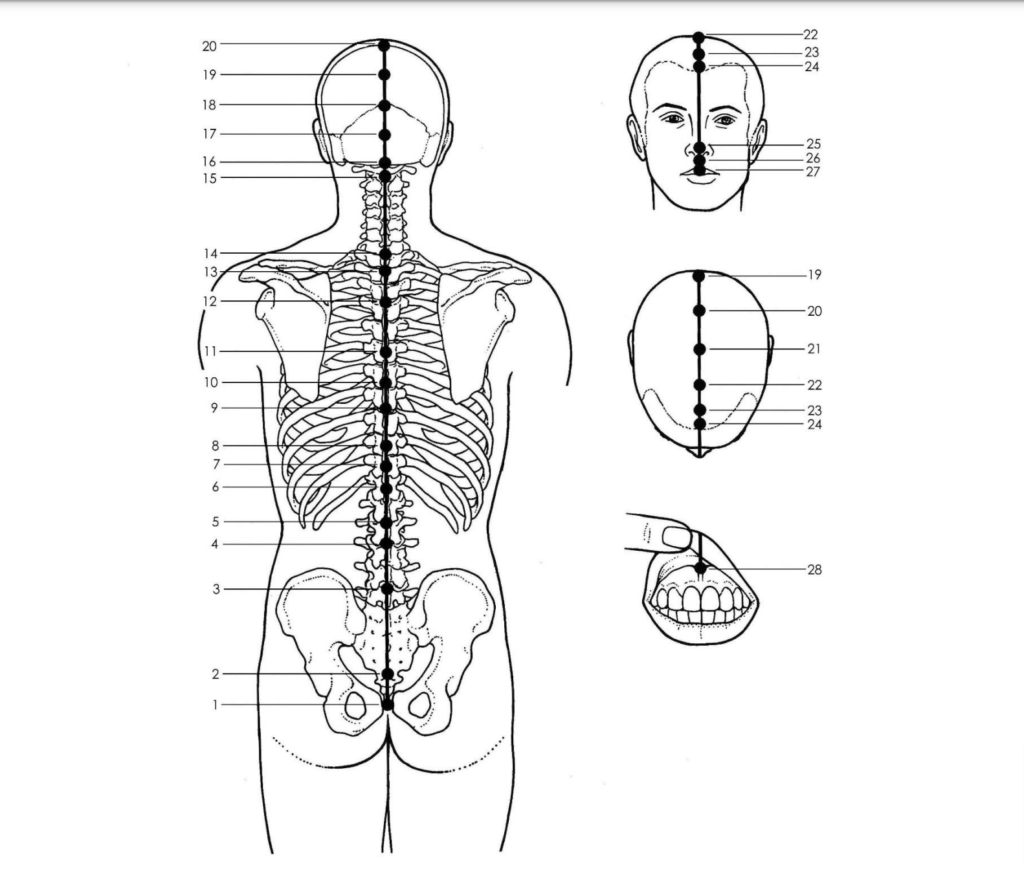 Acupuncture Governor Vessel Meridian Good Shepherd