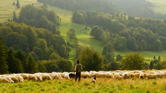நல்லாயன் (நல்ல ஆயன்) – The Good Shepherd