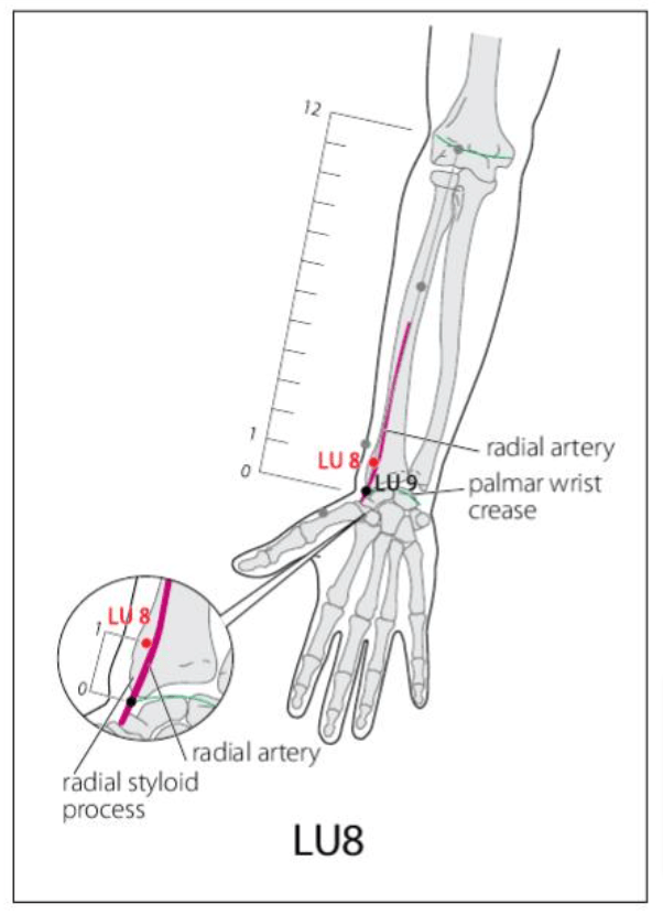 LU 8 Acupuncture Point