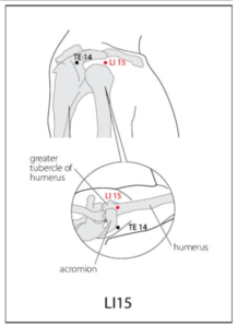 LI 15 Acupuncture Point - Acupuncture Point Locations Review