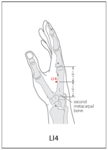 LI 4 Acupuncture Point - Acupuncture Point Locations Review