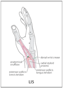 LI 5 Acupuncture Point - Acupuncture Point Locations Review