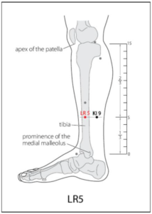 LR 5 Acupuncture Point - Acupuncture Point Locations Review