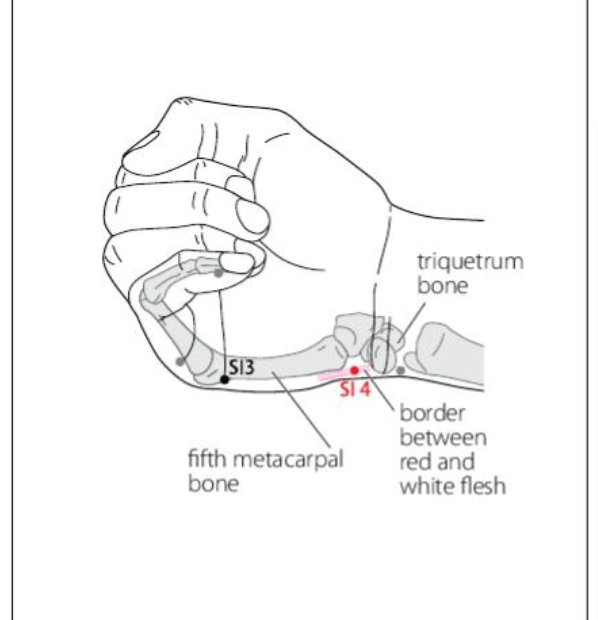 SI 4 Acupuncture Point