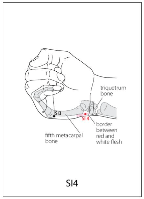 SI 4 Acupuncture Point