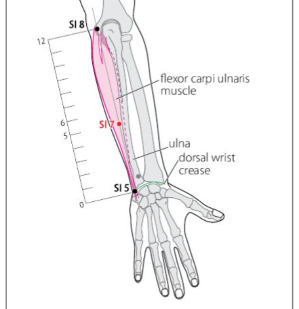 SI 7 Acupuncture Point