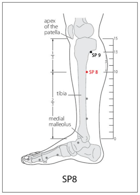 SP 8 Acupuncture Point