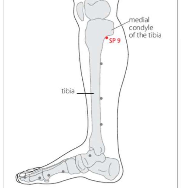 SP 9 Acupuncture Point