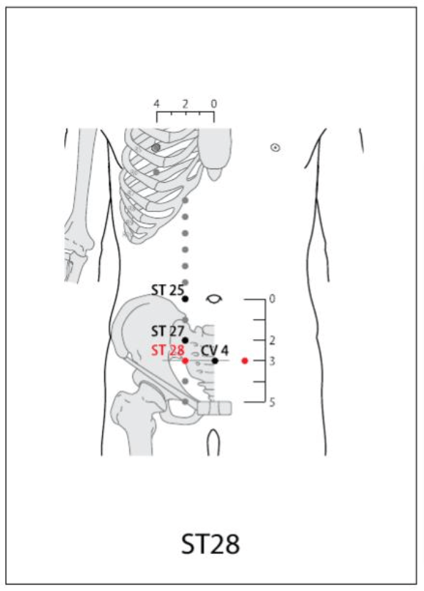 ST 28 Acupuncture Point