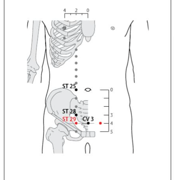 ST 29 Acupuncture Point