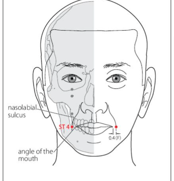 ST 4 Acupuncture Point