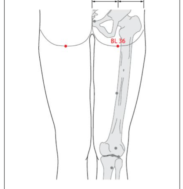 BL 36 Acupuncture Point