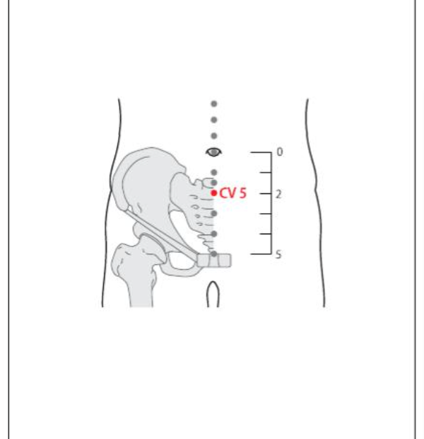 CV 5 Acupuncture Point
