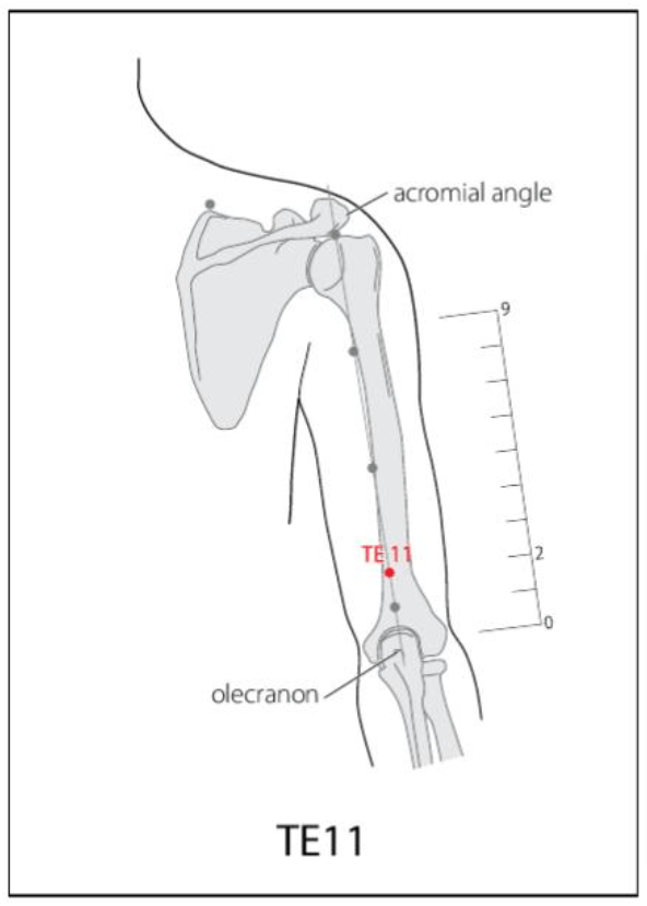 TE 11 Acupuncture Point