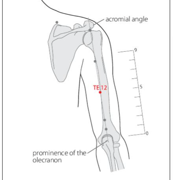 TE 12 Acupuncture Point