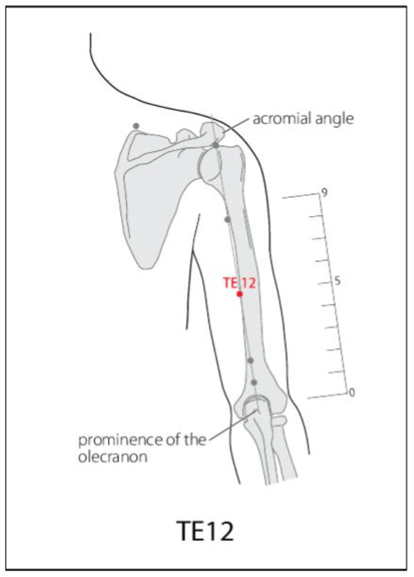TE 12 Acupuncture Point