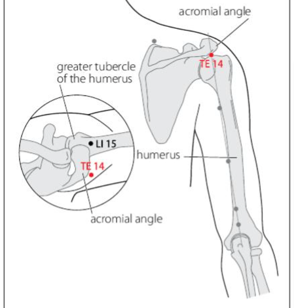 TE 14 Acupuncture Point