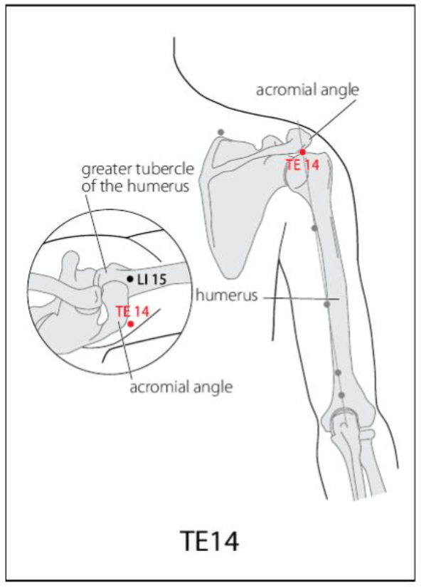 TE 14 Acupuncture Point