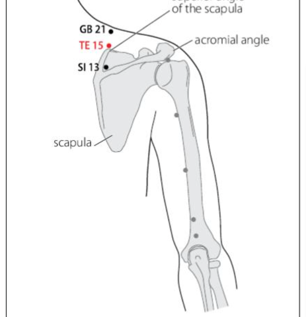 TE 15 Acupuncture Point