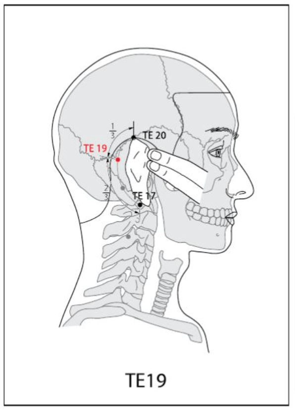 TE 19 Acupuncture Point