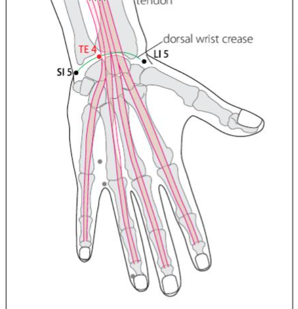 TE 4 Acupuncture Point