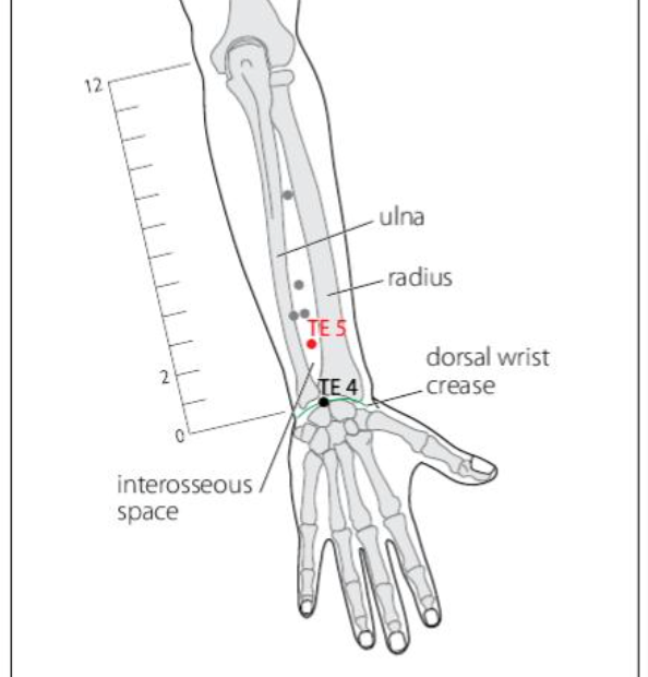 TE 5 Acupuncture Point