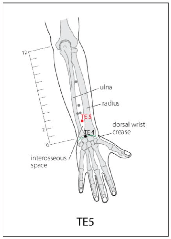 TE 5 Acupuncture Point