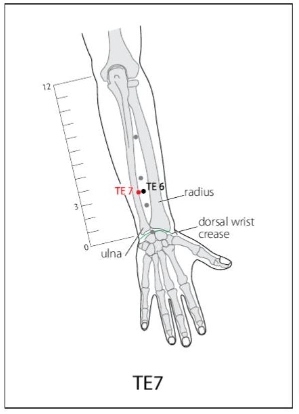 TE 7 Acupuncture Point