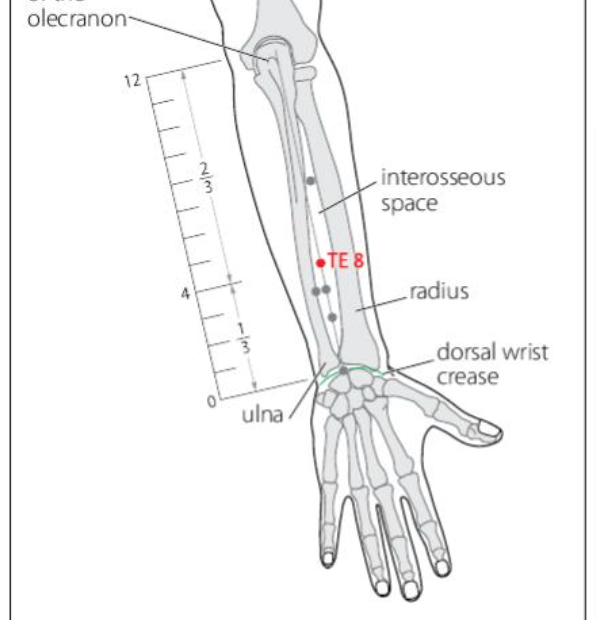 TE 8 Acupuncture Point