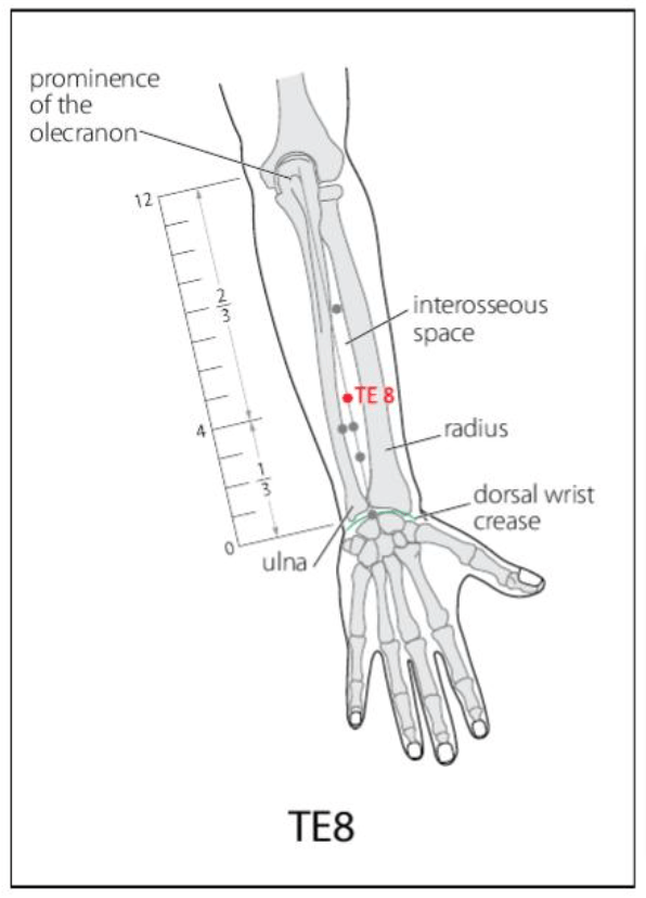 TE 8 Acupuncture Point