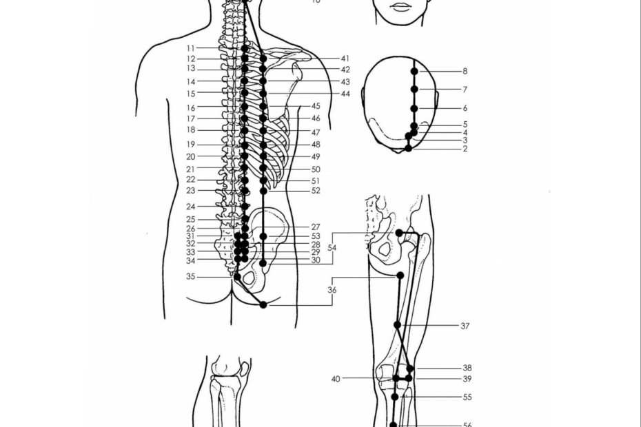 Acupuncture Bladder Meridian
