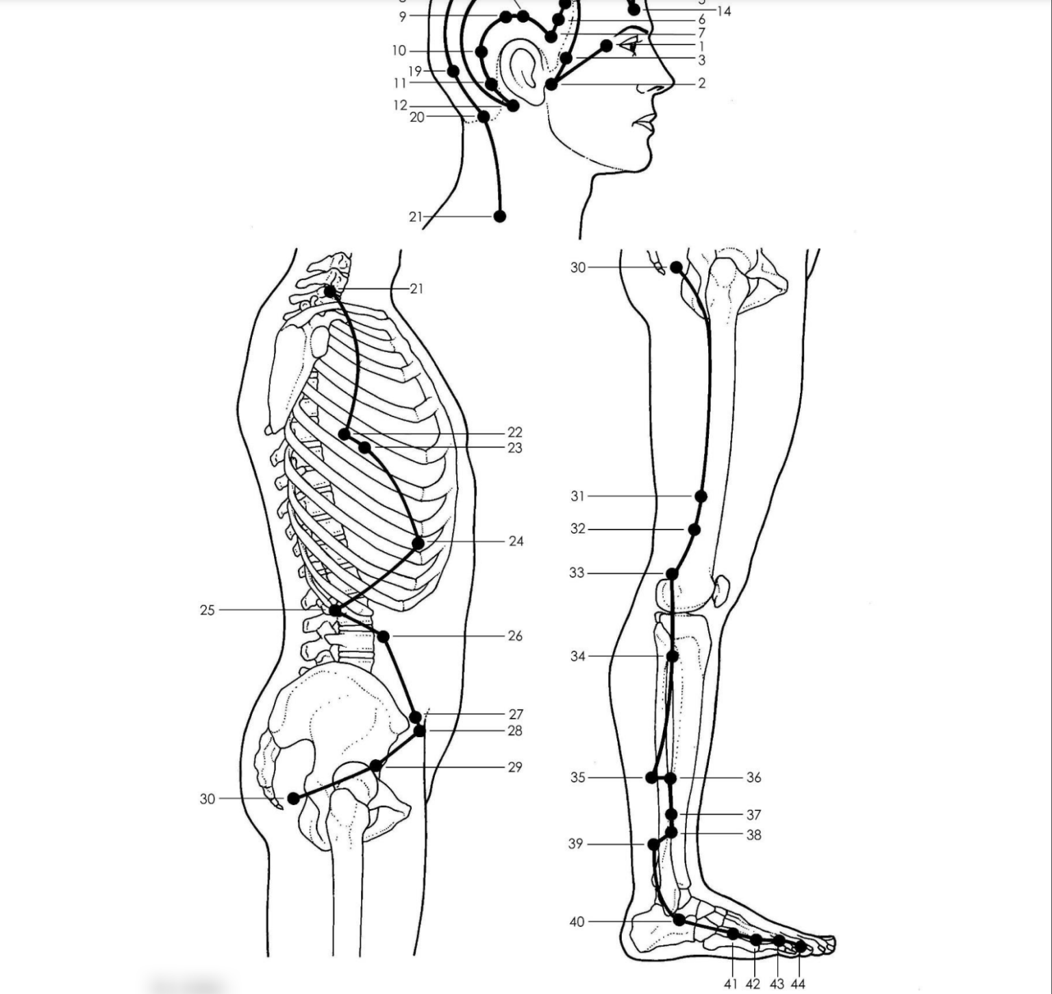 Acupuncture GallBladder Meridian - Good Shepherd