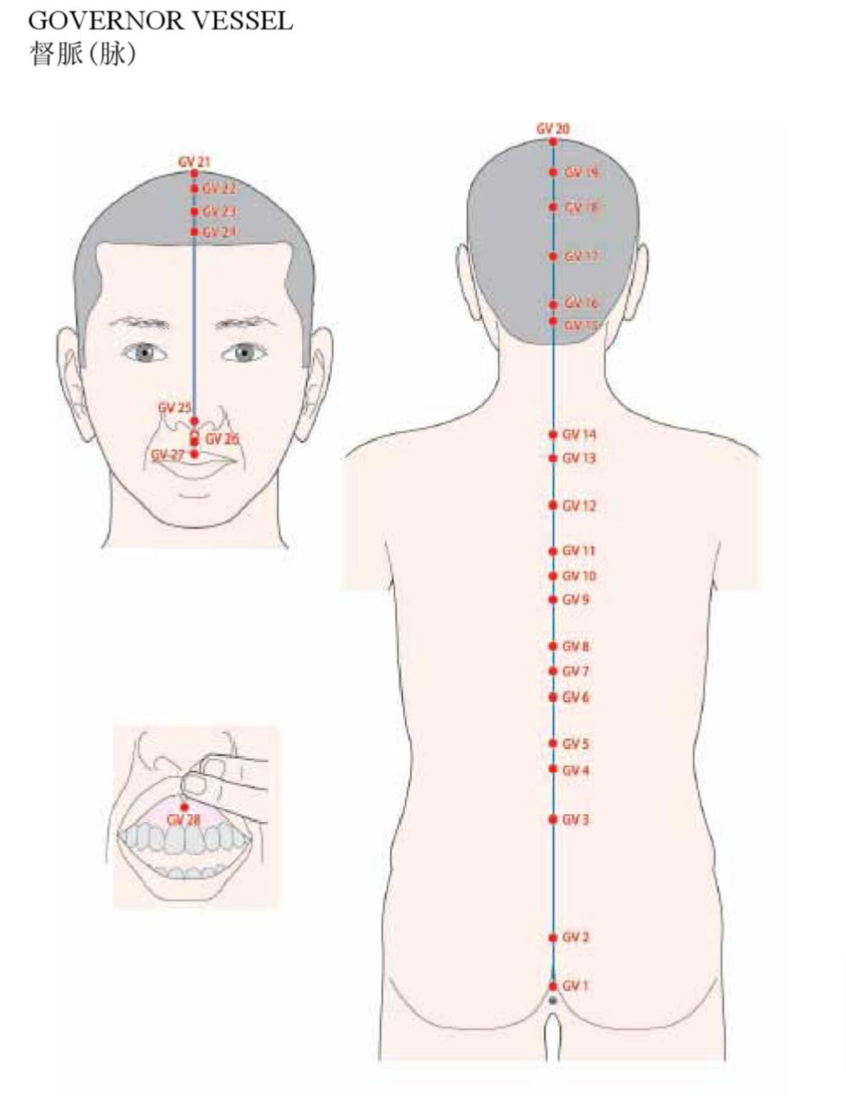 Acupuncture Governor Vessel Meridian - Good Shepherd