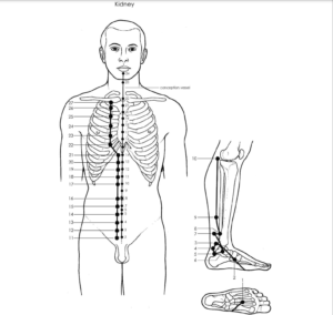 Acupuncture Kidney Meridian - Good Shepherd