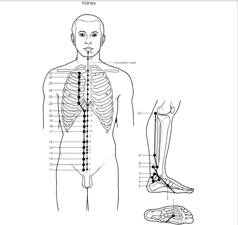 Acupuncture Kidney Meridian - Good Shepherd