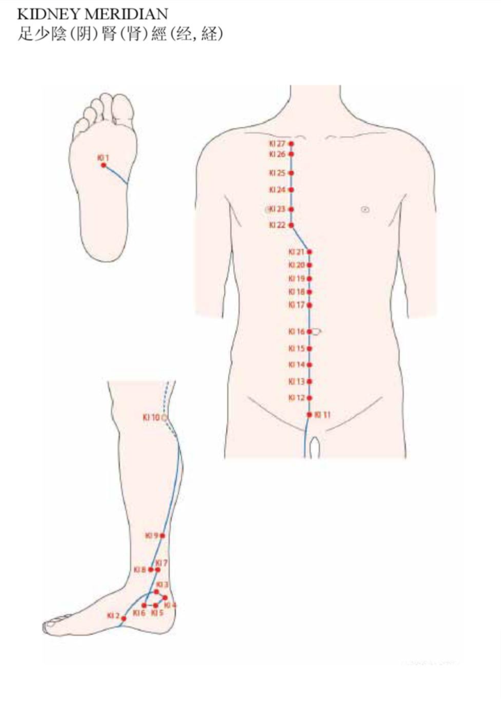 Acupuncture Kidney Meridian