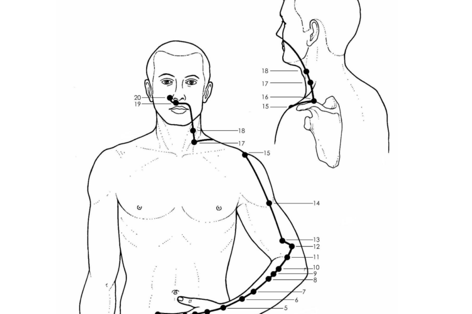 Acupuncture Large Intestine Meridian