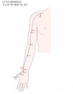 Acupuncture Lung Meridian - Good Shepherd