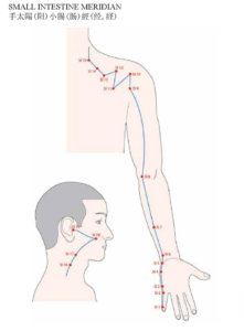 Acupuncture Small Intestine Meridians - Good Shepherd