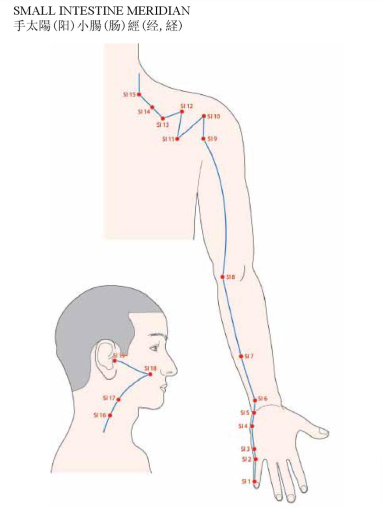 Acupuncture Small Intestine Meridian