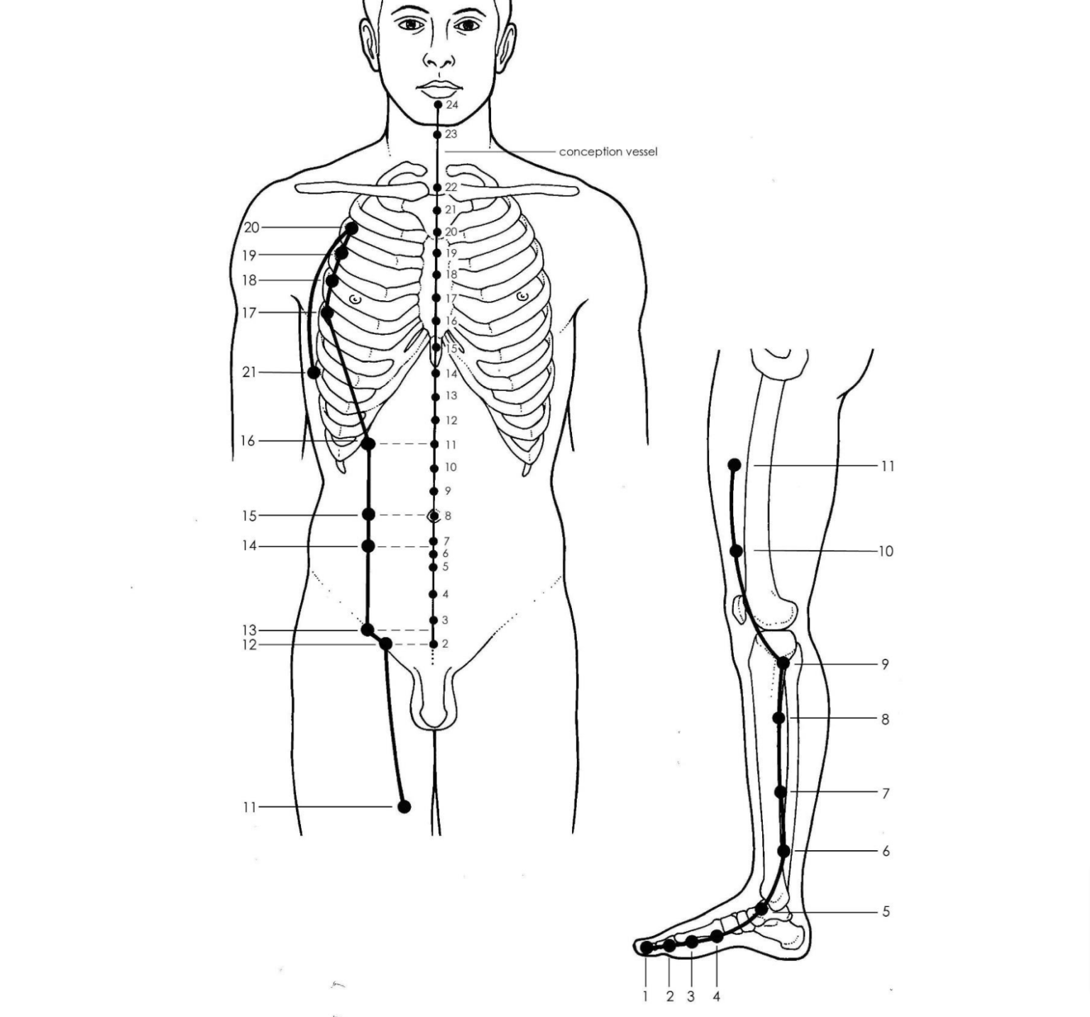 Acupuncture Spleen Meridian Good Shepherd 4142