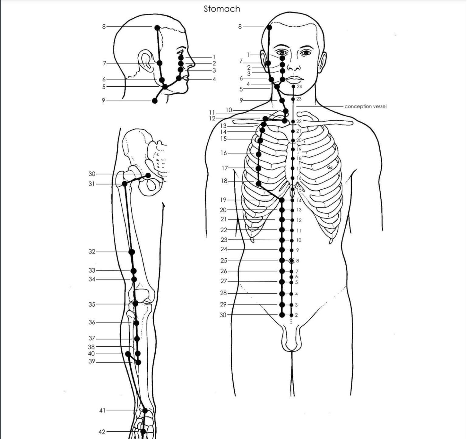 Acupuncture Stomach Meridian - Good Shepherd