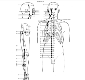 Acupuncture Stomach Meridian - Good Shepherd