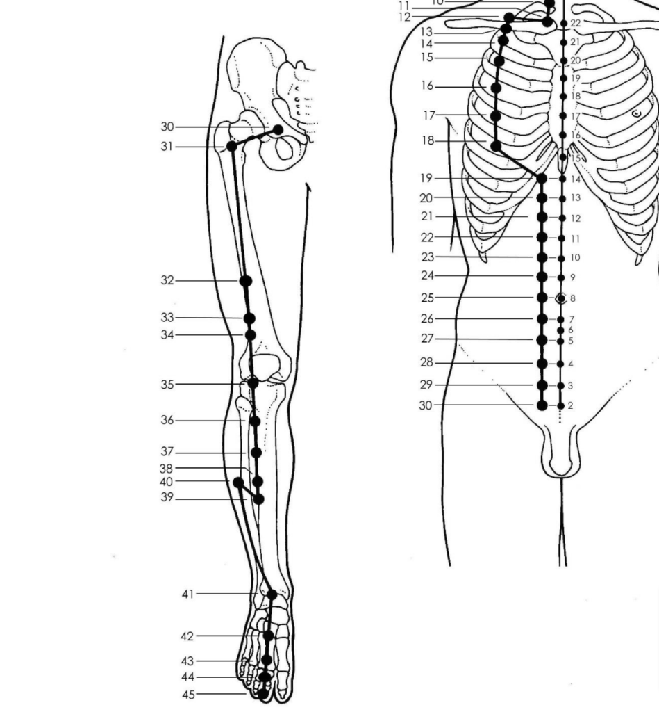 Acupuncture Stomach Meridian Good Shepherd