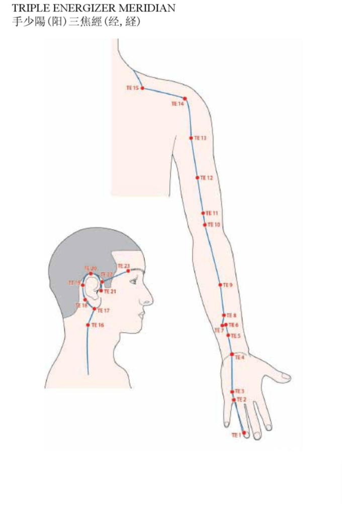 Acupuncture Triple Energizer Meridian - Good Shepherd